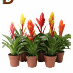 VRIESEA MIX 8 SRT 12Q 40CM 33STD / VREZYA / 1 ADET