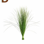 XEROPHYLLUM TENAX 60CM / AYI OTU / 1 BAĞ