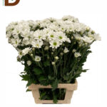 YERLİ BİÇME BEYAZ 200gr / 1 DEMET - 10 DAL