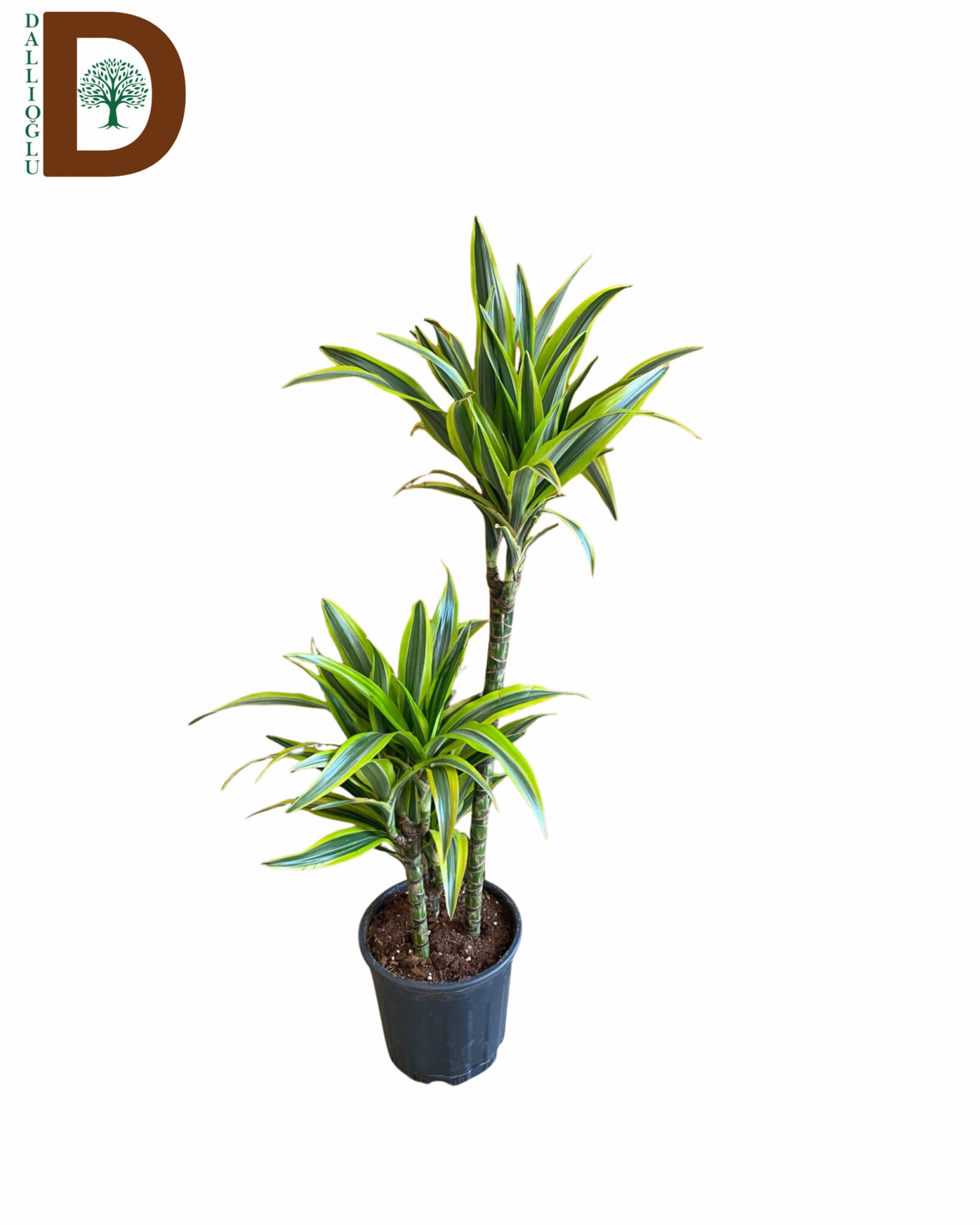 YERLİ DRACEANA FRAGRANS LEMON LİME 3'LÜ _ 1 ADET _ 1350TL _ YERLİ YEŞİL İÇ MEKAN YERLİ DRACEANA FRAGRANS LEMON LİME 3'LÜ - 1 ADET - Görsel 1