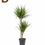 YERLİ DRACEANA MARGINATA 2'Lİ UZUN 45-90CM / 1 ADET