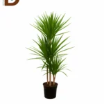 YERLİ DRACEANA MARGINATA 3'LÜ 45-90CM / 1 ADET