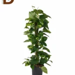 YERLİ EPIPREMNUM AUREUM 110CM / 1 ADET