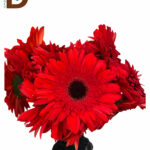 YERLİ GERBERA KIRMIZI / 1 DEMET - 5 ADET