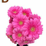 YERLİ GERBERA PEMBE / 1 DEMET - 5 ADET