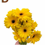 YERLİ GERBERA SARI / 1 DEMET - 5 ADET