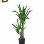 YERLİ YUCCA 2'Lİ 30-60CM  / 1 ADET
