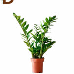ZAMIOCULCAS ZAMIIFOL 17Q 85CM 5BR / ZAMİA / 1 ADET