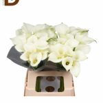 ZANTEDESCHIA CAPTAIN VENTURA 60CM / BEYAZ GALA / 10 ADET