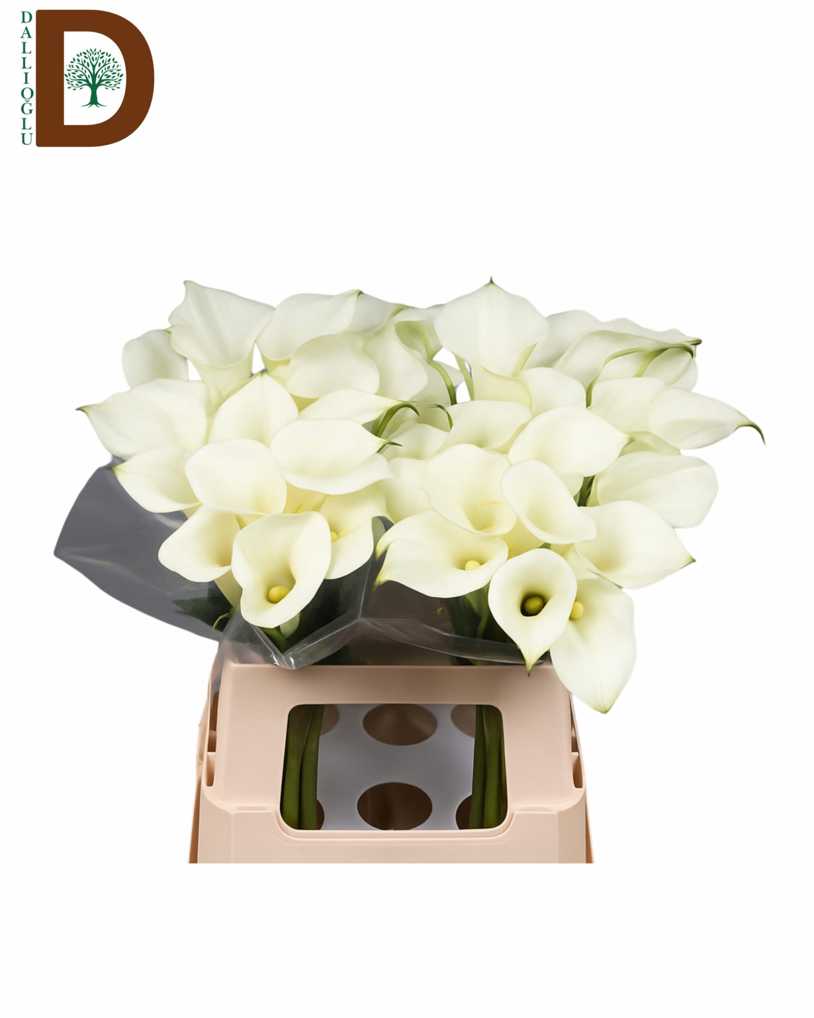 ZANTEDESCHIA CAPTAIN VENTURA 60CM ZANTEDESCHIA CAPTAIN VENTURA 60CM / BEYAZ GALA / 10 ADET - Görsel 1