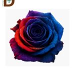 ROSA GR STARRY NEBULA TINTED 60CM / 1 KUTU 25 ADET