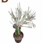 ALLUAUDIA PROCERA Q20 / MADAGASKAR KAKTÜS / 1 ADET