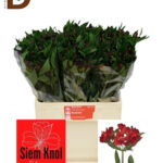 ALSTROEMERIA ROCKSTAR 75CM 90GR / 1 DEMET - 10 ADET