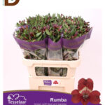 ALSTROEMERIA RUMBA 75CM 75GR / 1 DEMET - 10 ADET