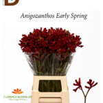 ANIGOZANTHOS EARLY SPRING 70CM / 1 DEMET - 10 ADET