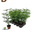 ARAUCARIA OV 10Ø 45CM / SALO ÇAMI / 1 ADET