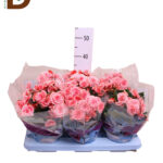 BEGONIA DU BORIAS 14Ø 31cm / ŞEKER PEMBESİ BEGONYA / 1 ADET