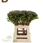 BRUNIA ALBIFLORA 40CM / 1 DEMET - 10 ADET
