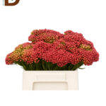 BRUNIA RED MEDIUM 40CM / 1 DEMET - 10 ADET