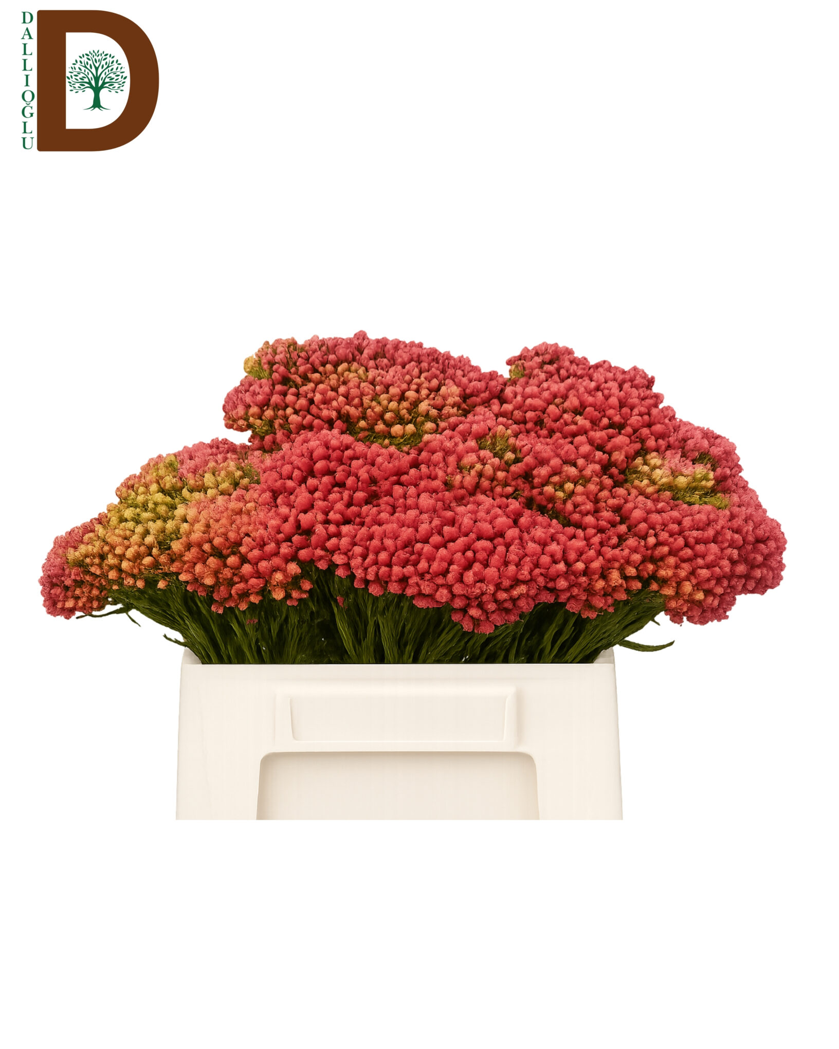 BRUNIA RED MEDIUM 40CM BRUNIA RED MEDIUM 40CM / 1 DEMET - 10 ADET - Görsel 1