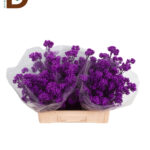 CALLICARPA BOD PROFU 60CM / 1 DEMET / 10 ADET