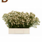 CHAMELAUCIUM MOONLIGHT DELIGHT / 70CM1 BALYA - 25 ADET