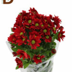 CHRYSANTHEMUM T BONTEMPI 70CM 85GR / İTHAL BİÇME / 1 DEMET