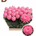 CHRYSANTHEMUM G ANTONOV PINK / İTHAL KESME ANASTASYA / 1 DEMET - 10 DAL
