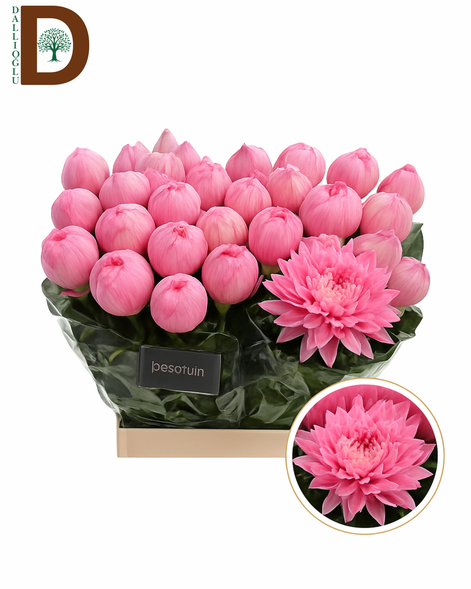 CHRYSANTHEMUM G ANTONOV PINK 70cm CHRYSANTHEMUM G ANTONOV PINK / İTHAL KESME ANASTASYA / 1 DEMET - 10 DAL - Görsel 1