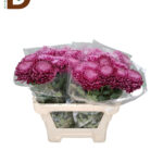 CHRYSANTHEMUM G BIGOUDI PURPLE 75CM / 1 DEMET - 10 ADET