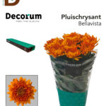 CHRYSANTHEMUM G BELLAVISTA 70CM 90GR / 1 DEMET - 10 ADET