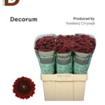 CHRYSANTHEMUM S JINDA RED 55CM / 1 BALYA