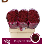 CHRYSANTHEMUM SAN AAA PURP RED 55CM / 1 BALYA