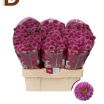 CHRYSANTHEMUM SAN DORIA 55CM / 1 BALYA