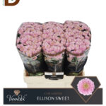 CHRYSANTHEMUM SAN ELLISON SWEET 55CM / 1 BALYA