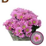 CHRYSANTHEMUM T BALLERINAS 70CM 100GR / 1 DEMET
