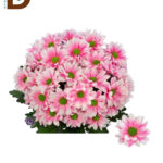 CHRYSANTHEMUM T CHIC PAINT BABY PINK / 1 DEMET