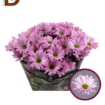 CHRYSANTHEMUM T KATINKA 70CM 90GR / 1 DEMET