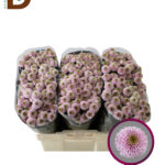 CHRYSANTHEMYM SAN AAA DOR PINK 55CM / 1 BALYA