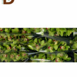 CYMBIDIUM T HMS PALERMO 60 CM 9Fl / KESME CYMBIDIUM ORKIDE / 1 ADET