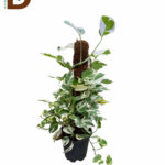 EPIPREMNUM AUREUM / YERLİ POTHOS SARMAŞIĞI 60 CM / 1 ADET