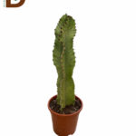 EUPHORBIA INGENS 65 CM / 1 ADET