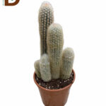 EUPHORBIA INGENS Q17 / 1 ADET