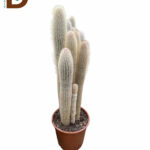 EUPHORBIA INGENS Q20 / 1 ADET