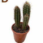 EUPHORBIA INGENS Q20 / 1 ADET