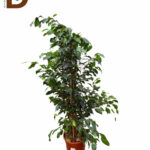 FİCUS BENJAMİN / BENJAMİN  / 1 ADET