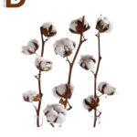 GOSSYPIUM (KATOEN) 70CM / 1 ADET