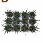 HAWORTHIA BIG BANGS Q7 / 1 ADET