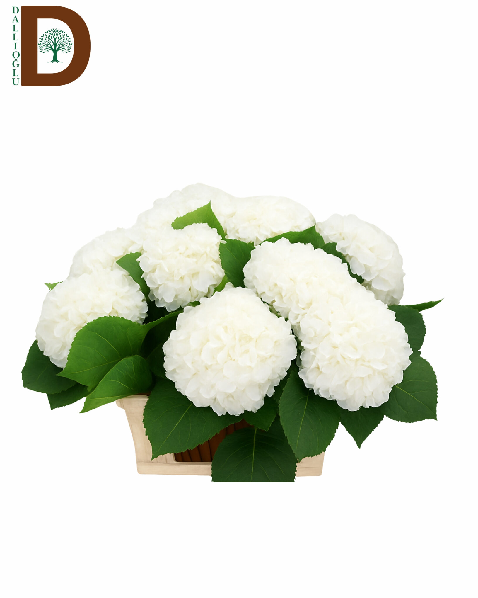 HYDRANGEA M IVOOR 80CM 24ร ๐๐๐๐๐๐๐๐๐ ๐ ๐๐๐๐๐ ๐๐๐๐ ๐๐ร / ๐๐๐๐๐ ๐๐๐๐๐๐๐ / ๐ ๐๐๐๐๐ - ๐ ๐๐๐๐ - Gรถrsel 1