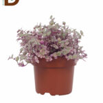 İTHAL CALLISIA REPENS ROSATO 12Q 20CM / 1 ADET